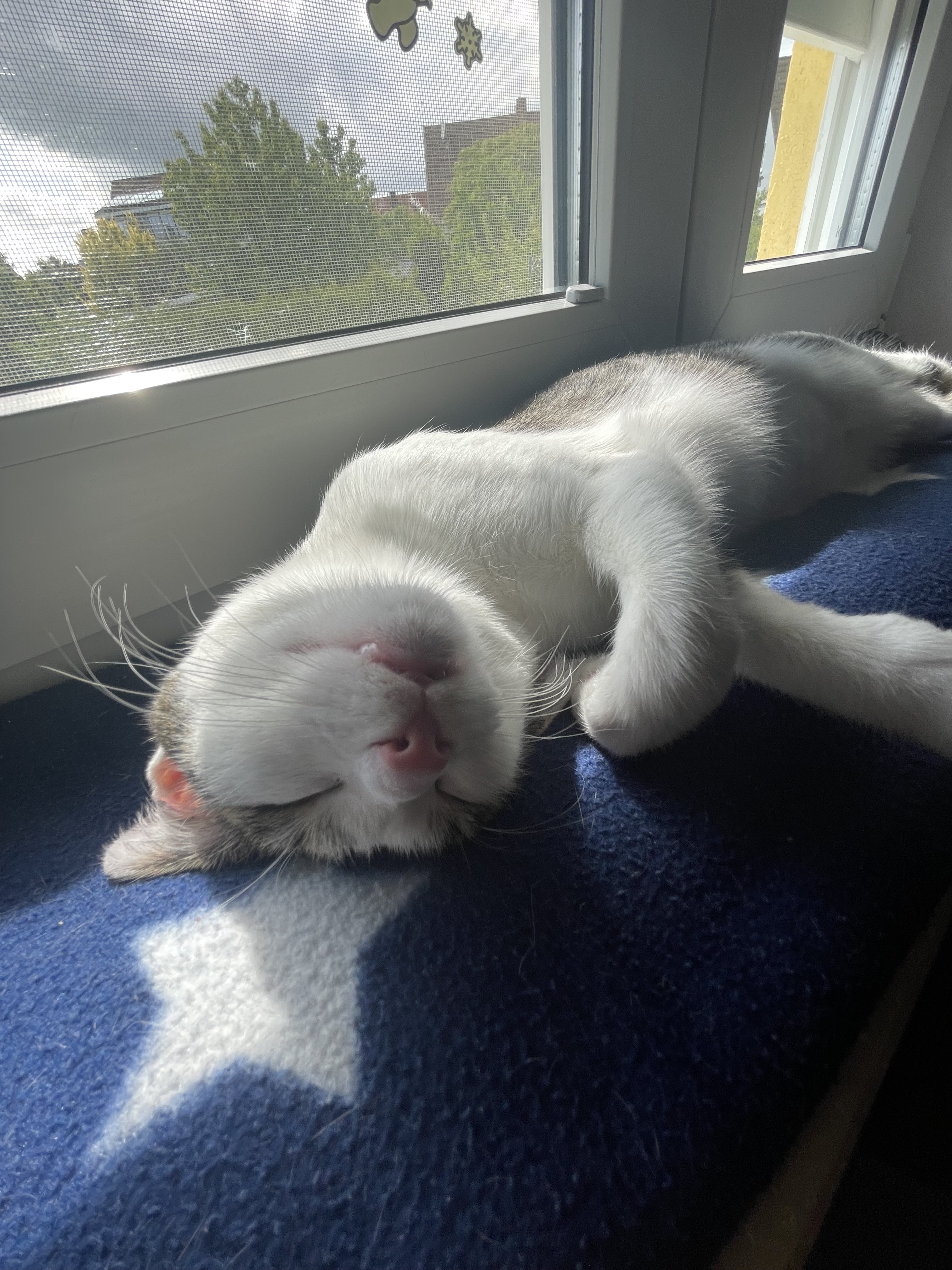 My Cat Yuno